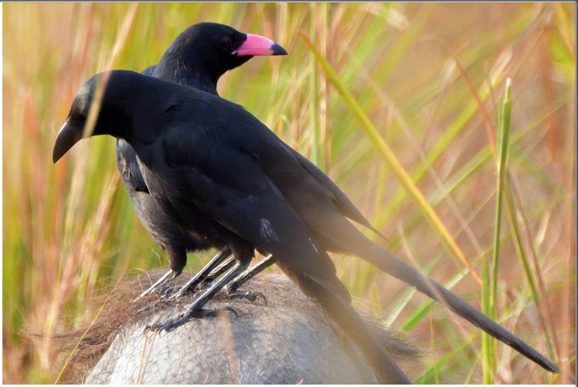 12 Days Birding Rwanda And Gorilla Trekking Safari