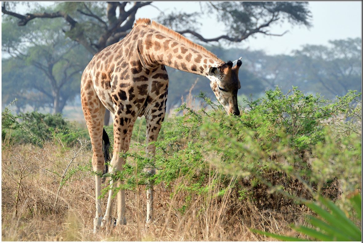 2 Days Murchison Falls Safari