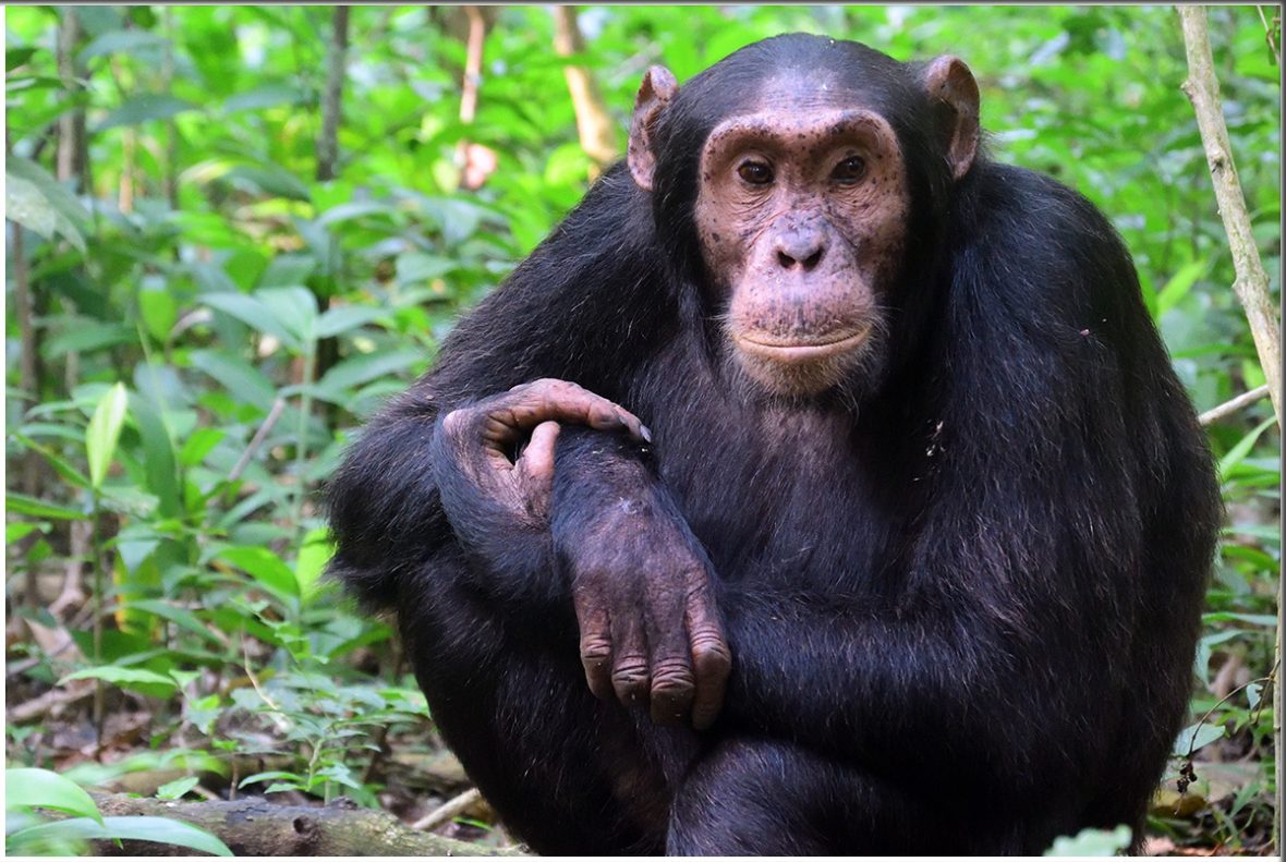 1 Day Chimpanzee Trekking Safari In Uganda To Budongo Forest