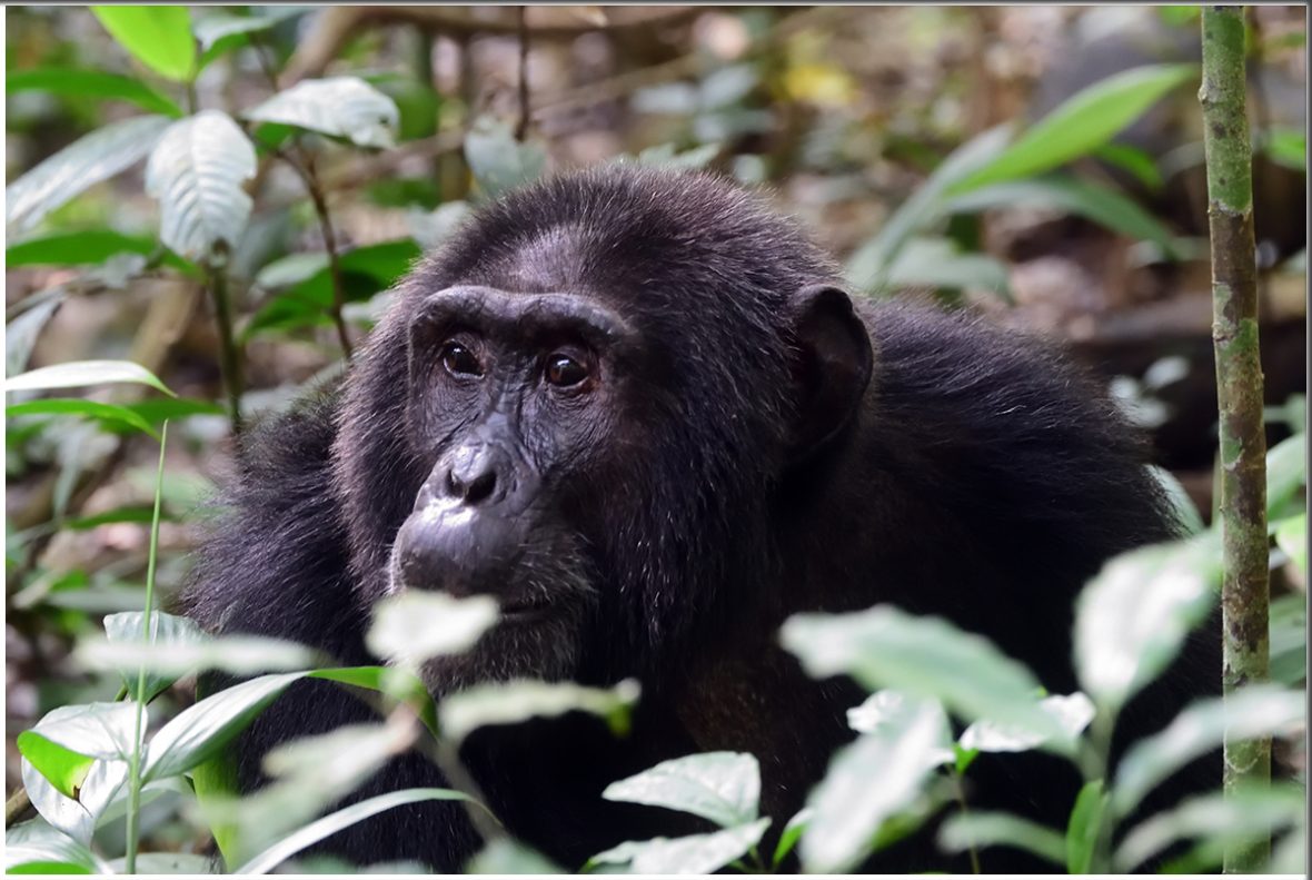 7 Days Uganda Rwanda Wildlife And Primate Safari