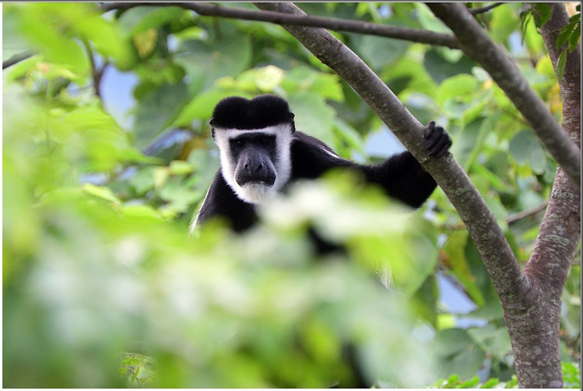 5 Days Primate Safari To Virunga And Nyungwe Forest