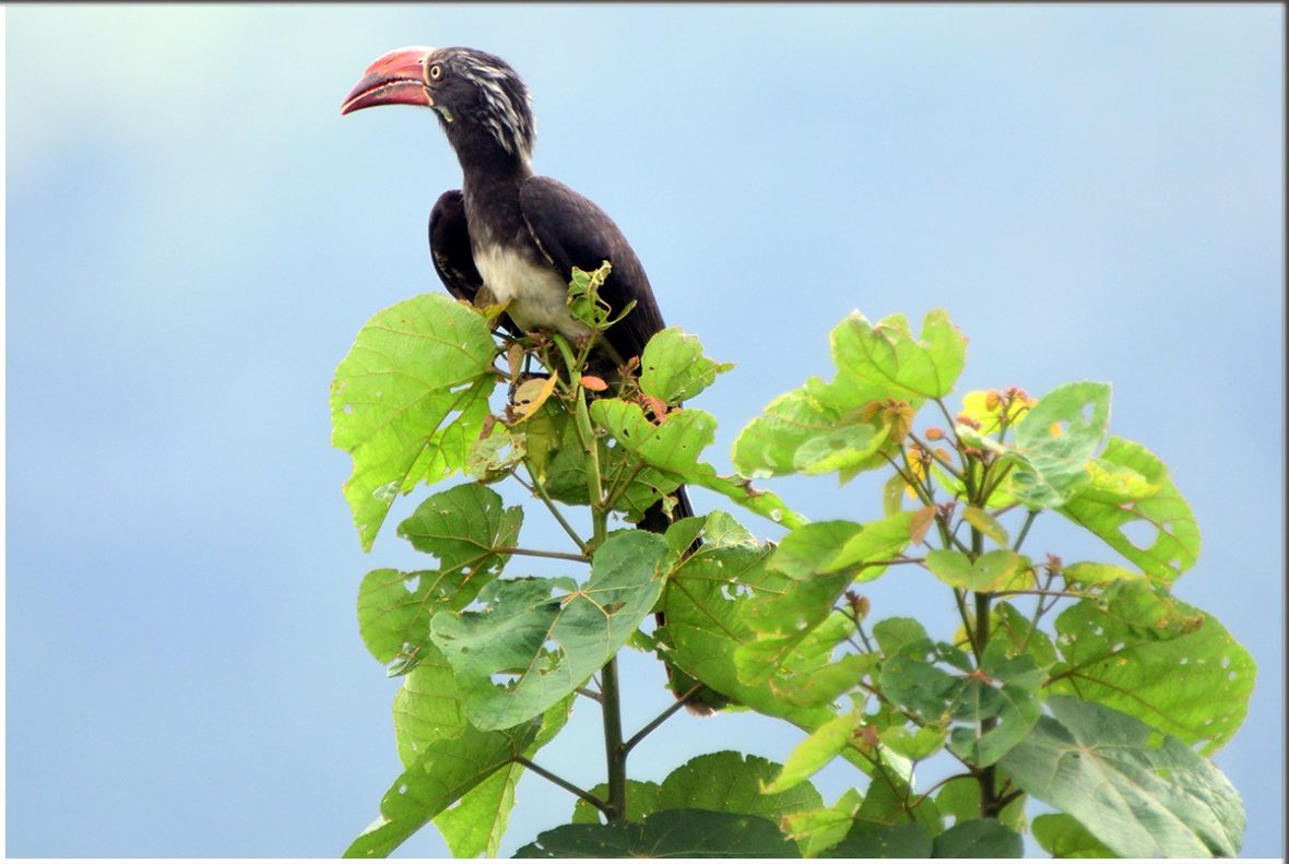 Birds In Mount Elgon National Park.