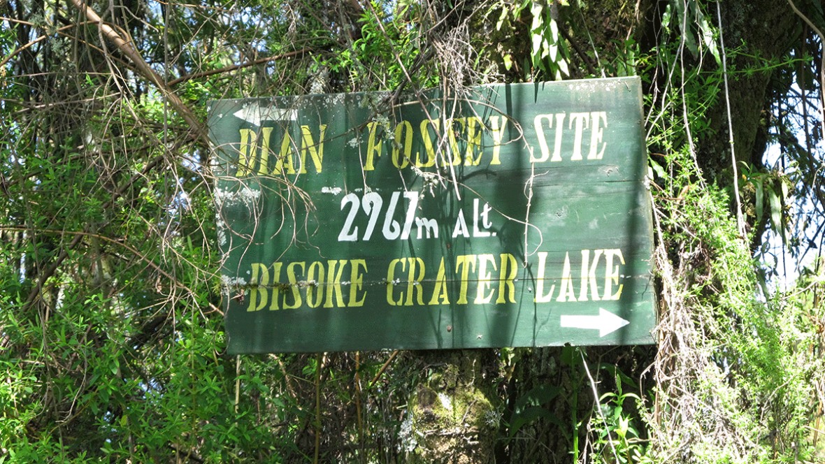 2 Days Dian Fossey Hike Tour Rwanda