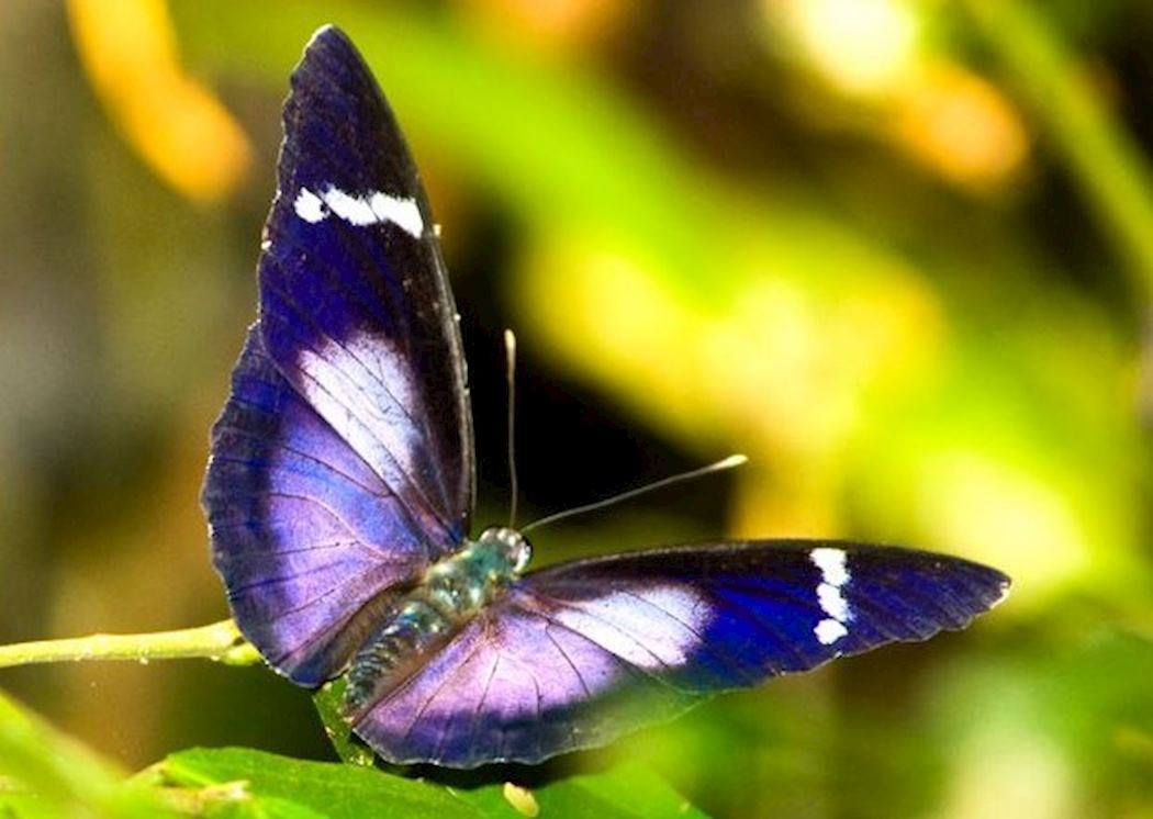 Butterflies In Nyungwe Forest National Park Rwanda