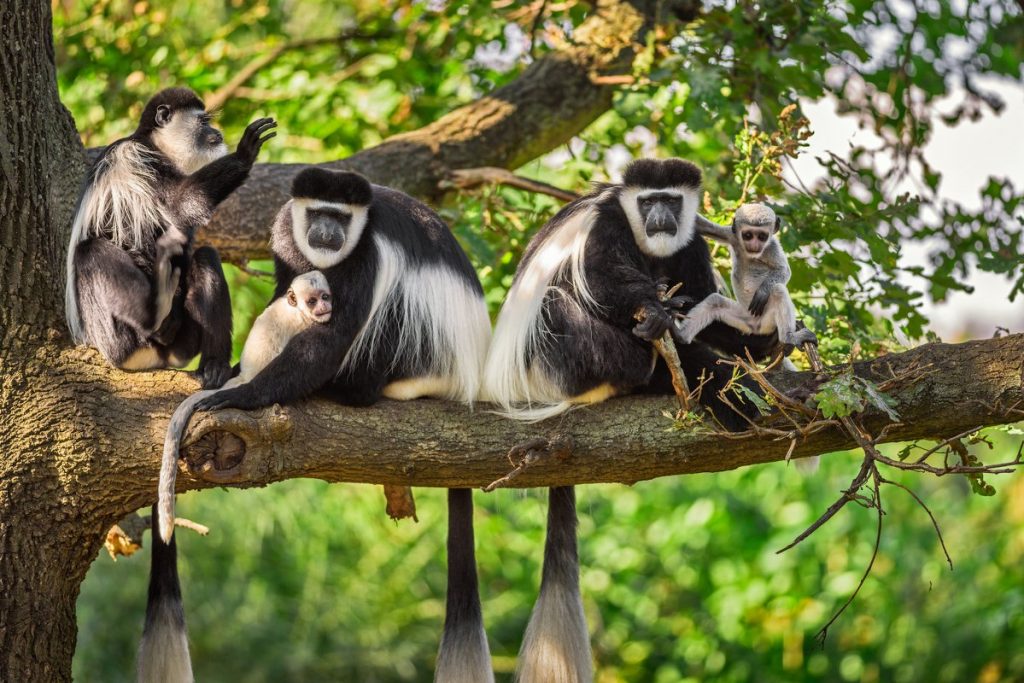8 Days Uganda Rwanda Primates Safari