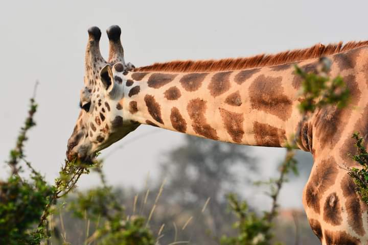 5 Days Gorilla And Wildlife Safari Rwanda