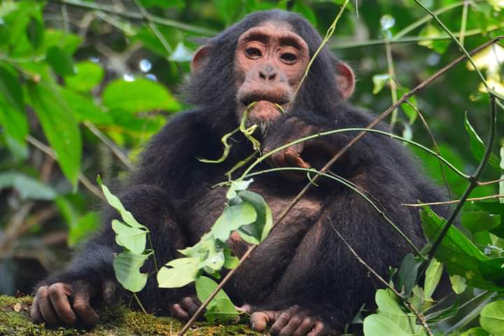 3 Days Chimpanzee Trekking In Kibale National Park Uganda