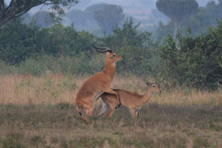 Kitabili Loop In Akagera National Park Rwanda