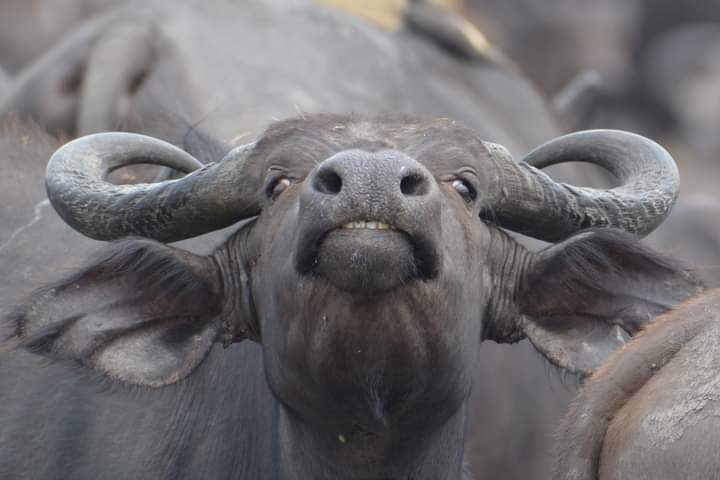 3 Days Lake Mburo And Farm Tour