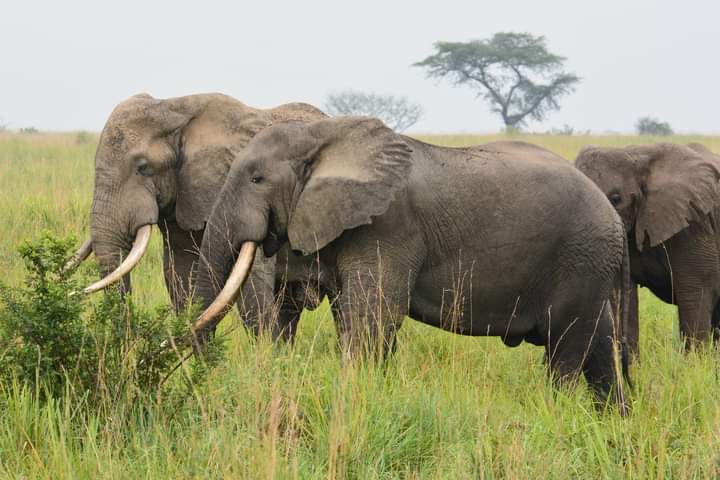 African Elephant Filming In Uganda
