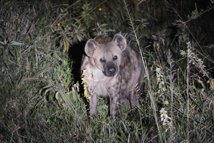 2 Days Lake Mburo National Park Safari