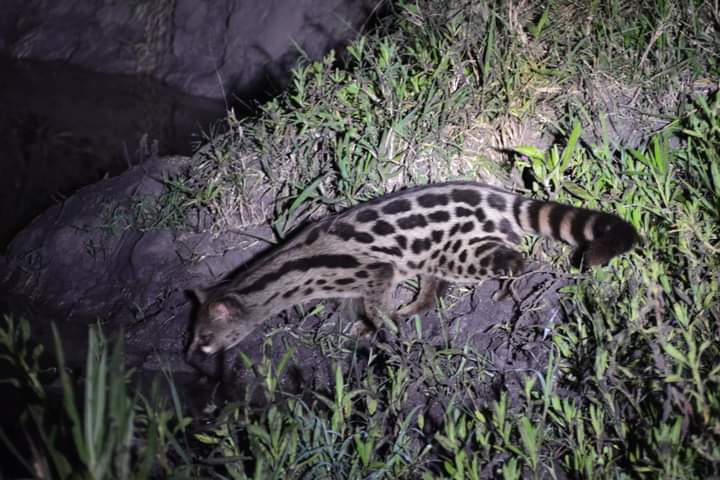 Night Game Drives In Akagera National Park Rwanda