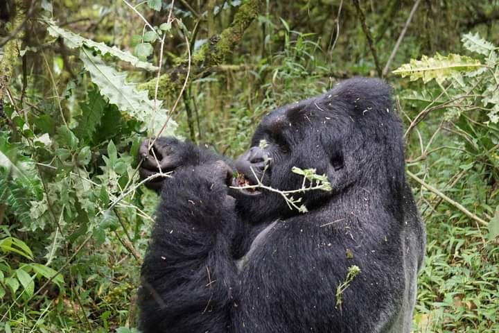 Rwanda Discounted Gorilla Permits In Volcanoes National Park