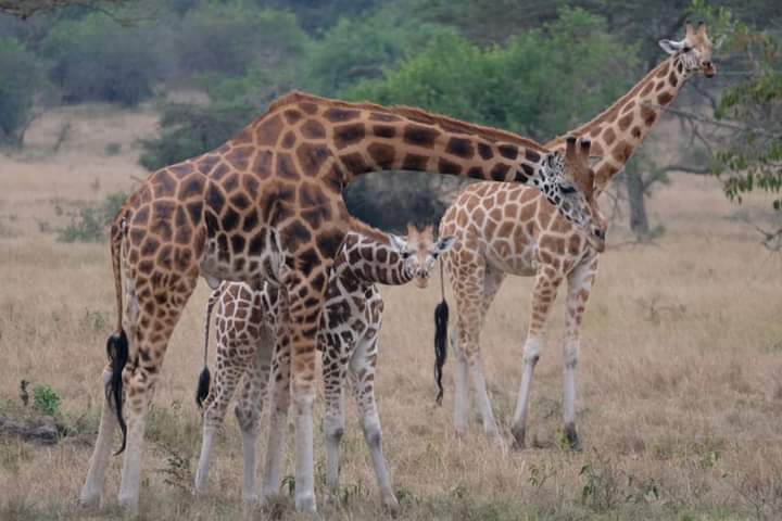 Nyungwe Gate In Akagera National Park Rwanda