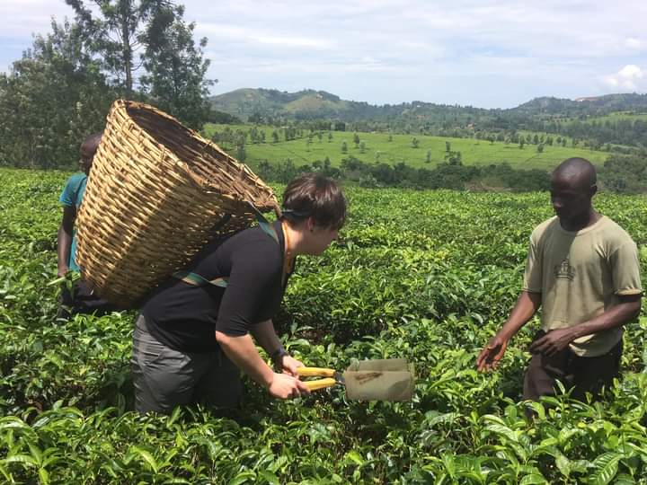 Tea Experience In Nyungwe Forest National Park Rwanda