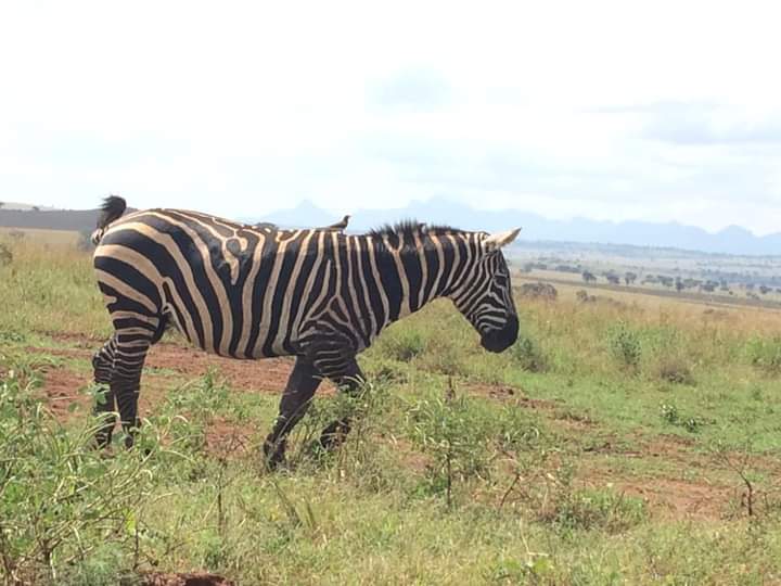 Helicopter Flights In Akagera National Park Rwanda