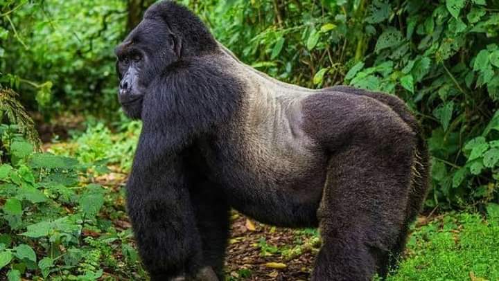 Gorilla Trekking For Pregnant Women In Uganda And Rwanda
