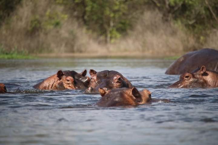 Lake Ihema In Akagera National Park Rwanda