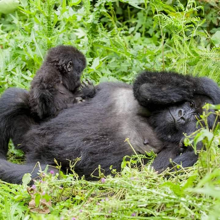 3 Days Gorilla And Cultural Safari Rwanda