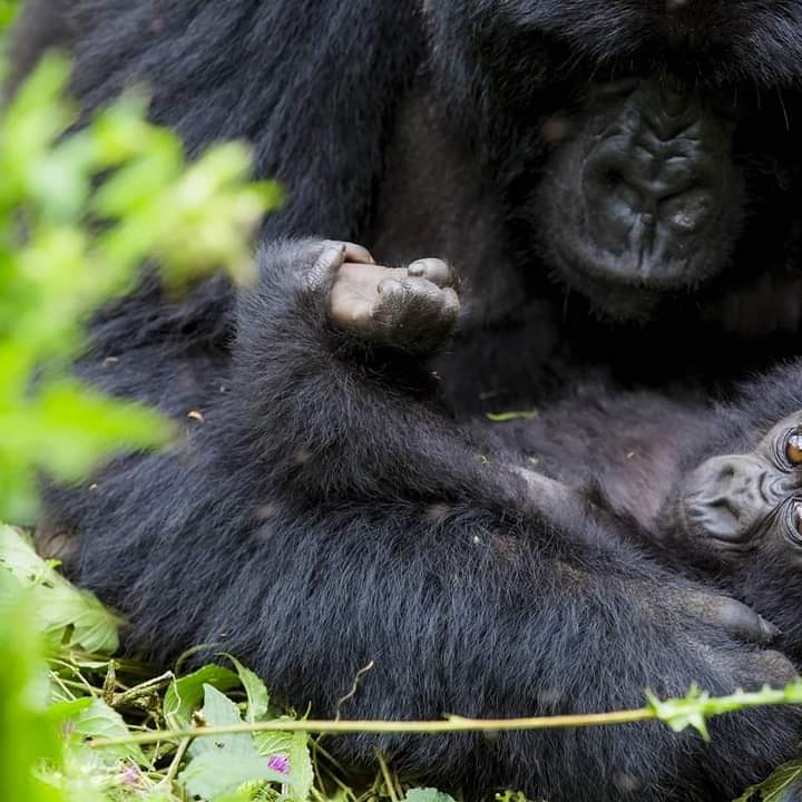 Gorilla Trekking Safaris In October Uganda Rwanda And Congo
