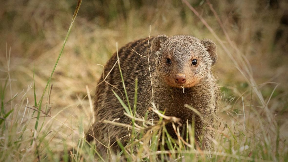 Filming Banded Mongoose in Uganda
