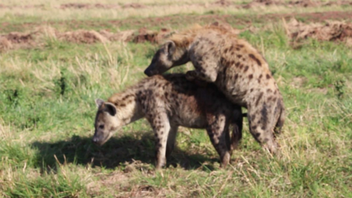 Filming Spotted Hyenas On Uganda Safari