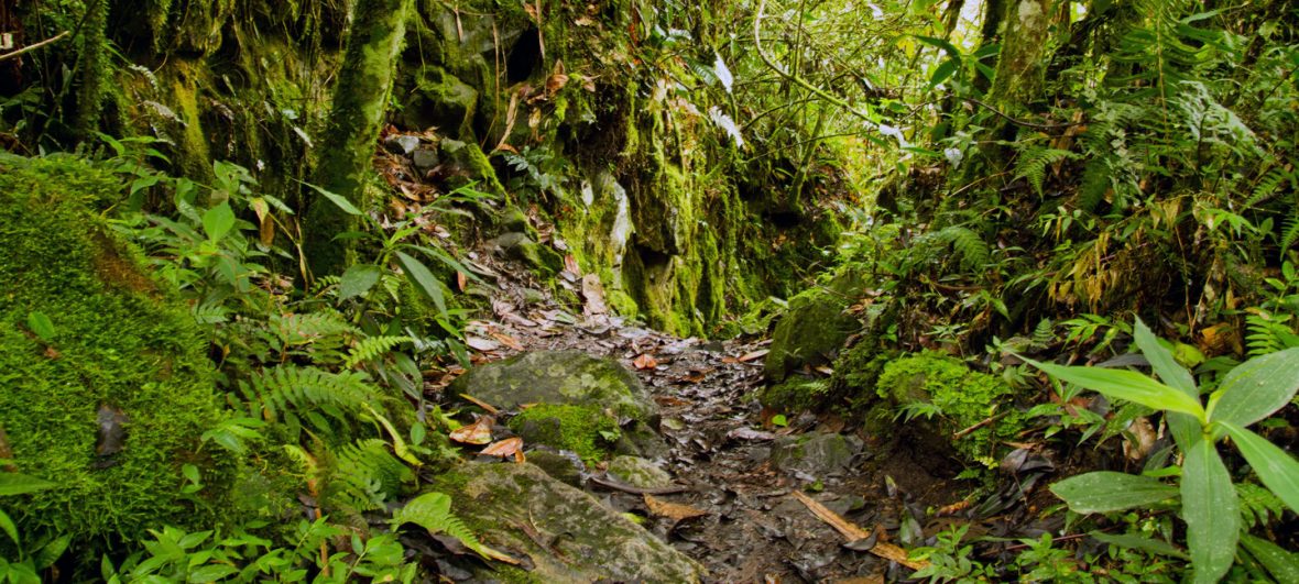 Guided Nature Walks In Nyungwe Forests Rwanda.