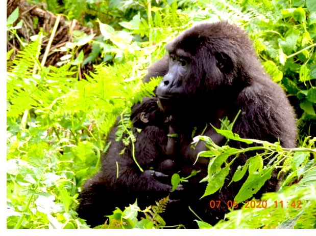 Ruhija Gorilla Permits And Gorilla Trekking Holidays In Bwindi Uganda