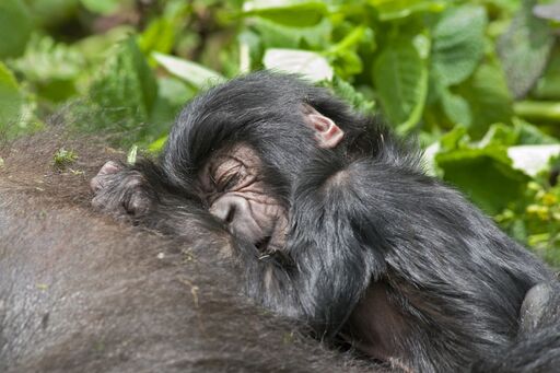 Bwindi Ruhija Gorilla Trekking Safaris
