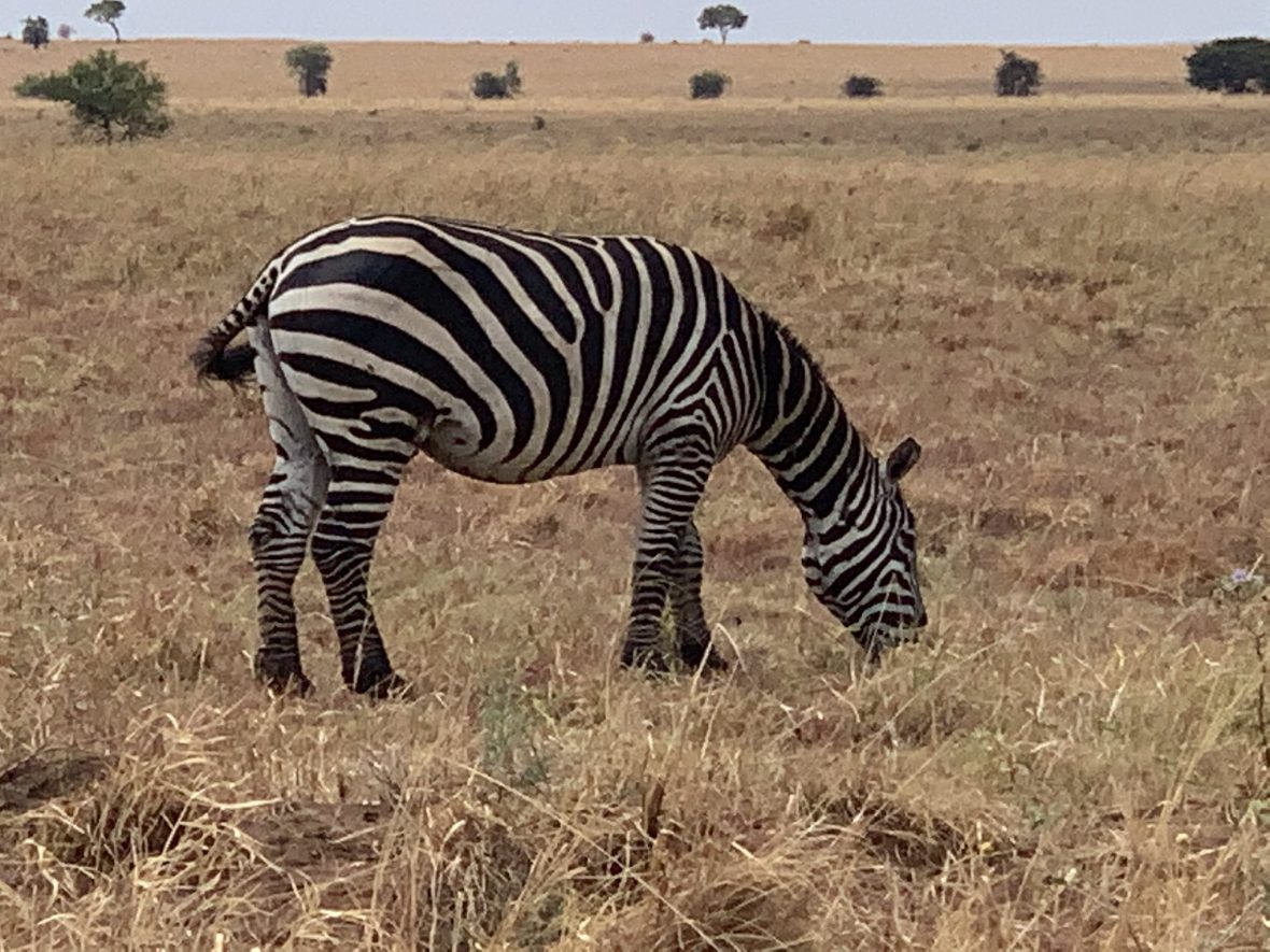 Akagera National Park Entrance Fees