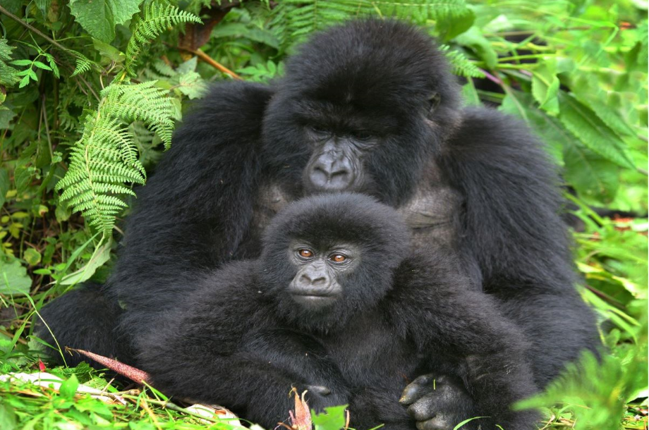 Gorilla Trekking Safari In December For Uganda Rwanda And Congo