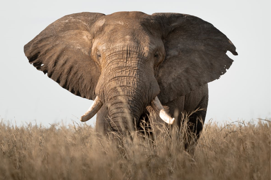 3 Day Queen Elizabeth National Park Fly In Safari