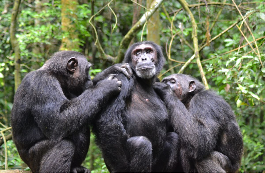 6 Days Rwanda Primates Safari