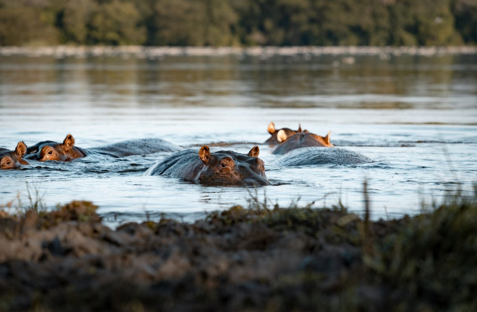 3 Days Lake Mburo Safari