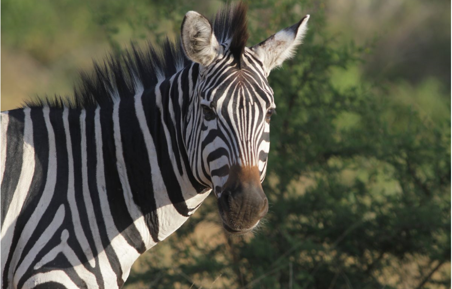 5 Days Virunga And Akagera National Parks Safari