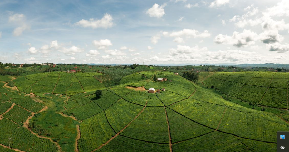 Budget Gorilla Trekking Camping Safaris In Bwindi