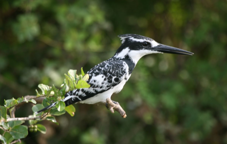 Things To Do In Ruhija After Gorilla Trekking