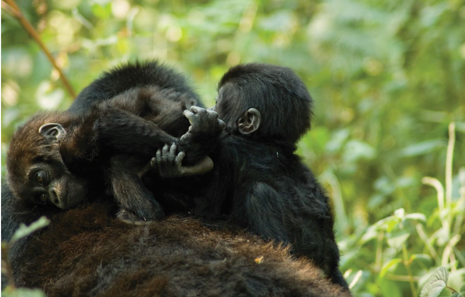 Buhoma Gorilla Safaris And Holidays In Bwindi