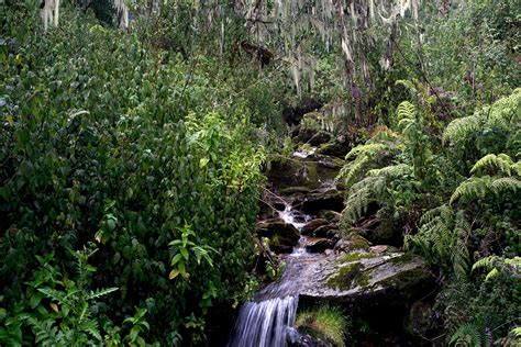 The Best Time To Hike Rwenzori Mountains.