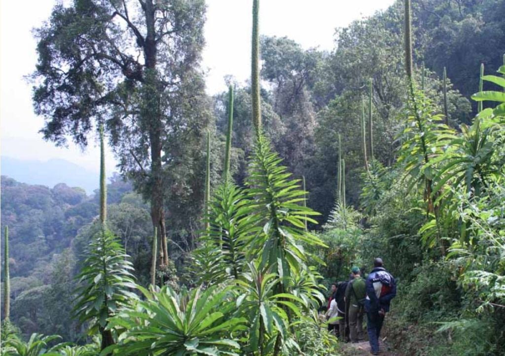 Uwinka Trail In Nyungwe Forest National Park.