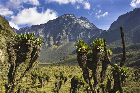 What To Do In Rwenzori Mountains National Park