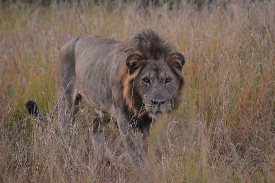 Lion Filming In Kidepo Valley National Park