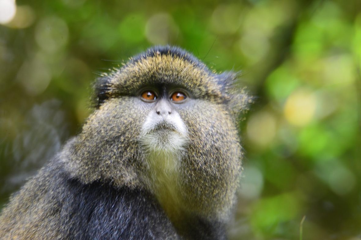 4 Days Gorillas And Golden Monkey Safari Rwanda