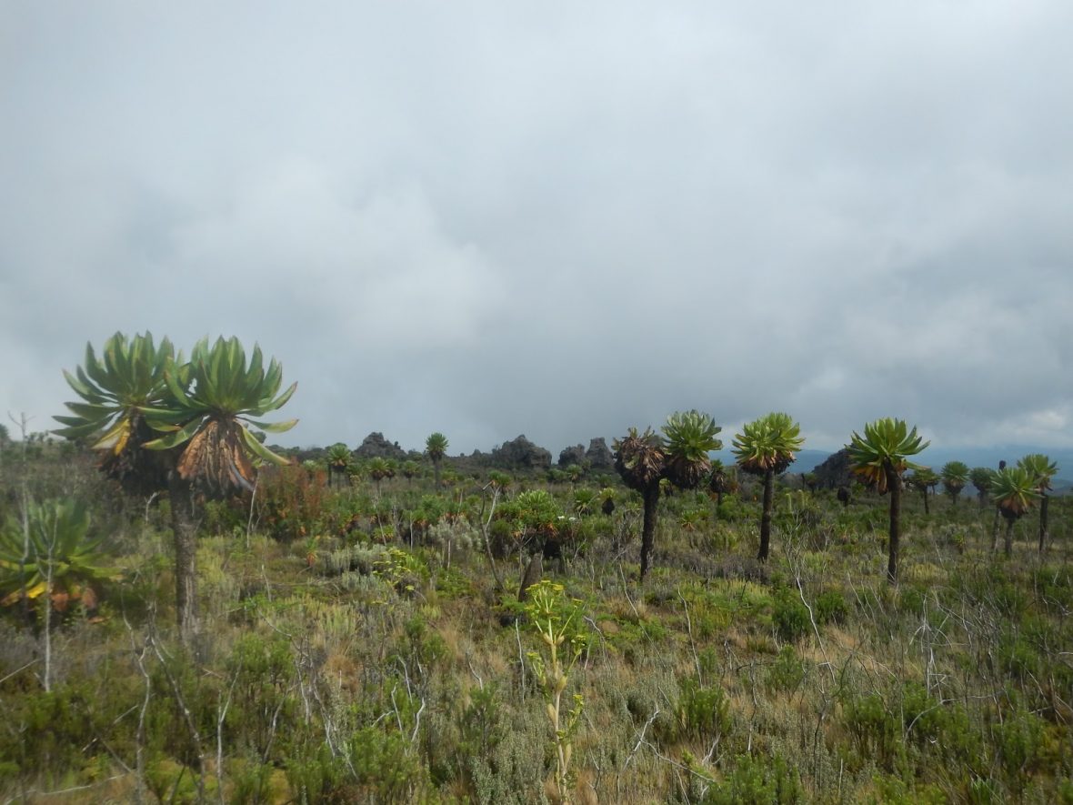 Wildlife And Vegetation In Mount Elgon National Park Uganda