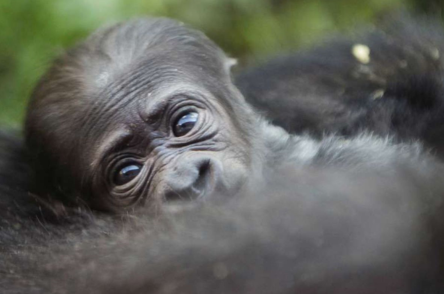 3 Days Rwanda Gorilla And Golden Monkey Trekking Safari