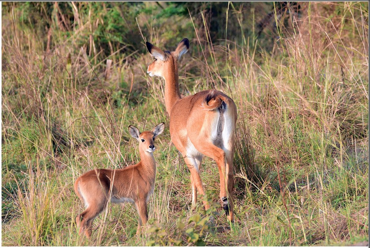 Uganda Budget Holidays And Safaris