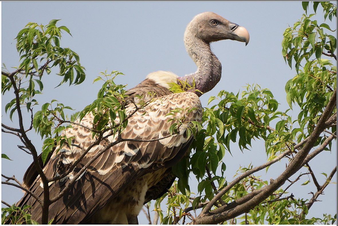 Uganda Birding Safaris