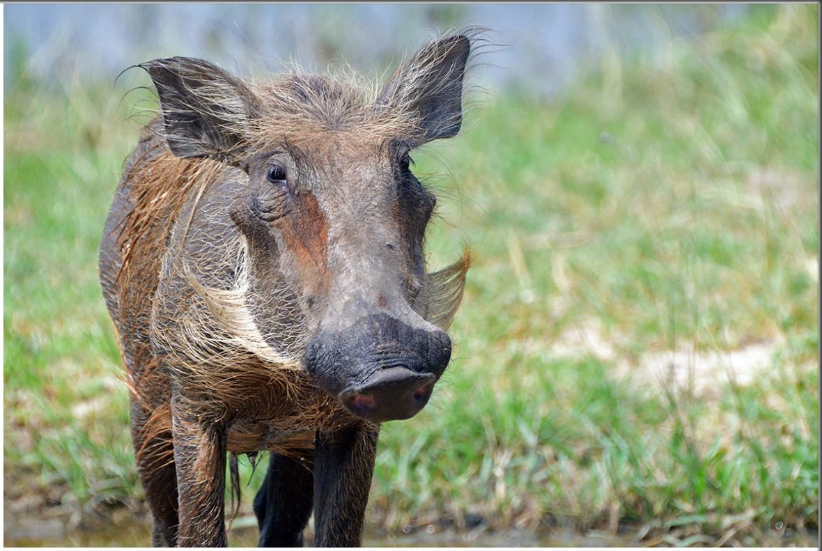 Rwanda Budget Holidays And Safaris