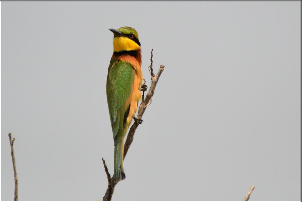 Kenya Birding Safaris