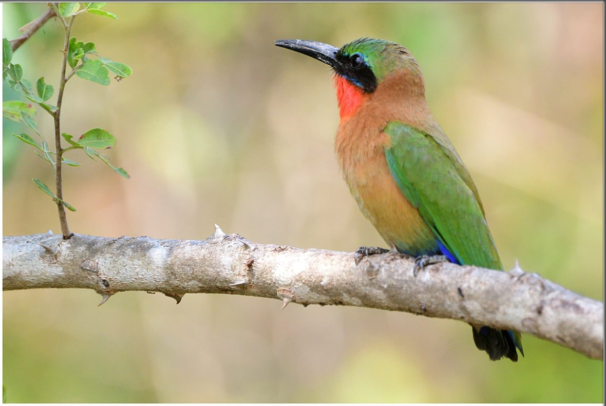 Tanzania Birding Safaris